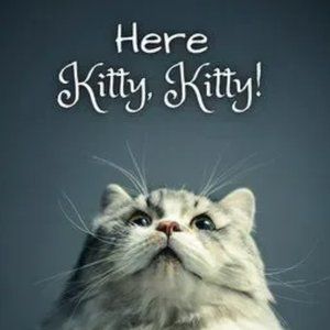 Cat Kitty Kitten Feline Meow Cats